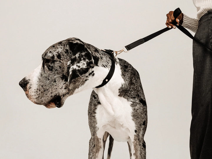 Black Dog Leash smycz